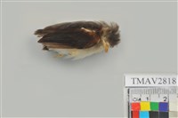 藏品(綠繡眼)的圖片